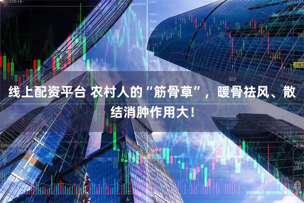 线上配资平台 农村人的“筋骨草”，暖骨祛风、散结消肿作用大！